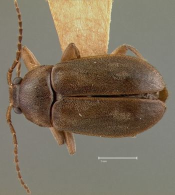Media type: image;   Entomology 21785 Aspect: habitus dorsal view